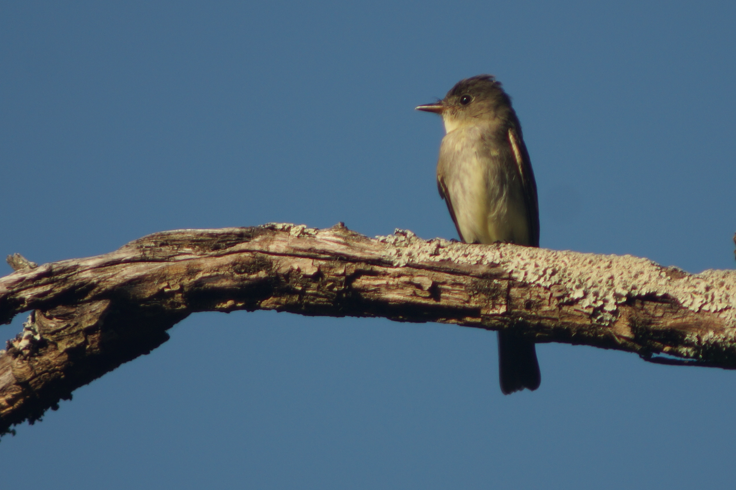 Holiday Bird Walk